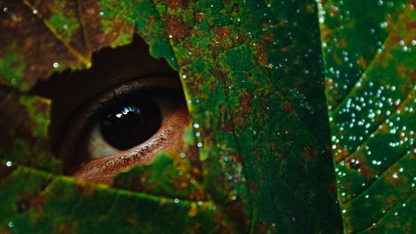 A dramatic close-up of an eye peeking through a green leaf, creating a mysterious mood.